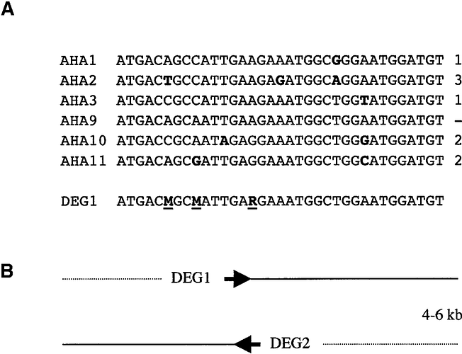 Degenerate-primer-design-and-position-A-Degenerate-primers-were-constructed-from-DNA